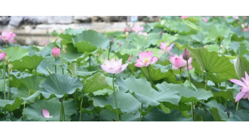 赏“荷」乩放 共护清“莲” | pg电子游戏协办广西大学第十六届荷花节开幕